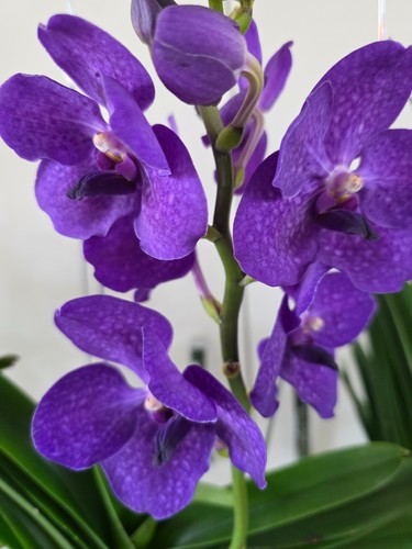 Vanda orchid bloom deep - vanda, in