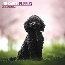 Cockapoo Puppies 2026 Calendar