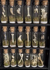 Bone Taxidermy Cabinet , Lit -