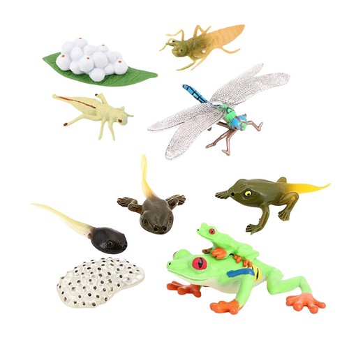 Life cycle figurines - life,