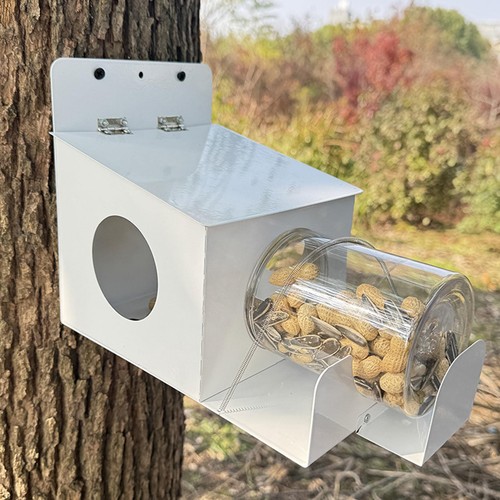 Squirrel feeding station - feeding,