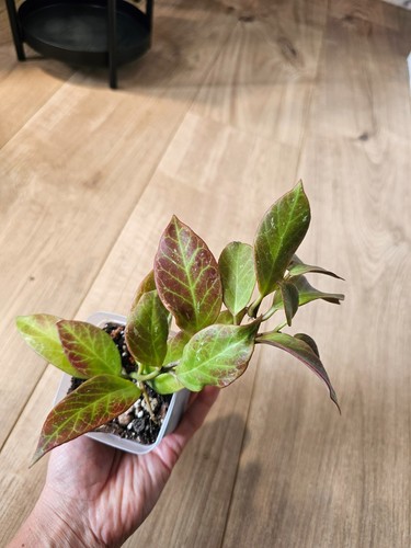 Hoya sunrise established - hoya,