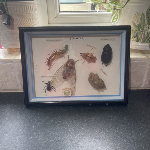 Vintage singaporean taxidermy - vintage,