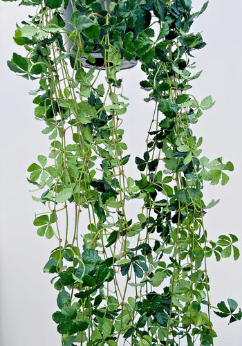Cissus striata ivy - cissus, of