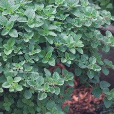 Oregano Seeds - 450 Fresh Greek Oregano Herb Seeds Plant Grow Indoor Outdoor UK