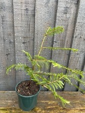 Pot Grown Grand Fir