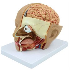 Human Head Anatomy Model Head Brain Section Anatomy for Science