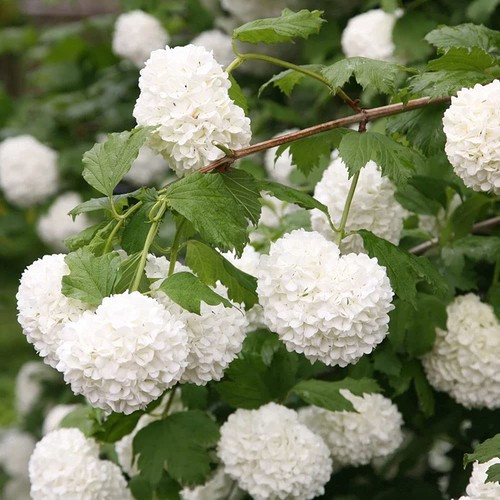 Viburnum opulus roseum - roseum,