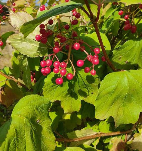 Viburnum trilobum seeds - viburnum, 20