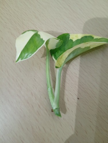 Fresh unrooted cuttings - fresh, pothos
