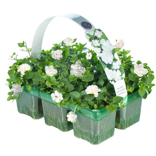 Bacopa snowball double white - bacopa,