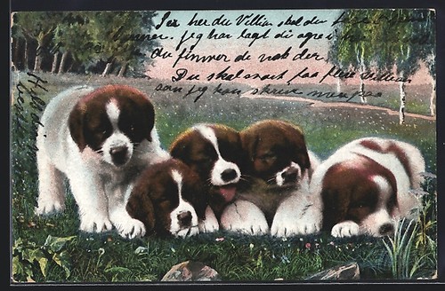 Five bernard puppies - st.,