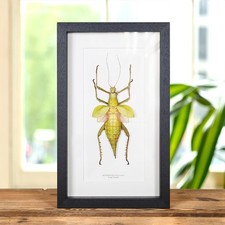 Taxidermy Jungle Nymph Frame (Heteropteryx dilatata)