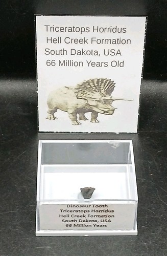 Fossil dinosaur tooth - fossil,