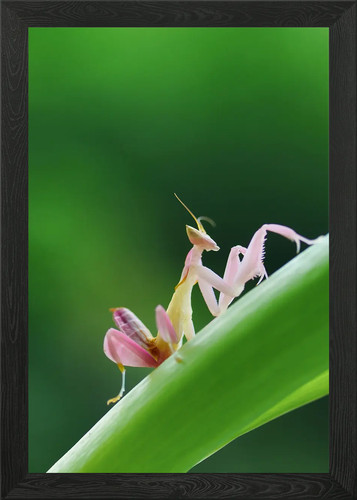 Praying mantis framed wall - praying,