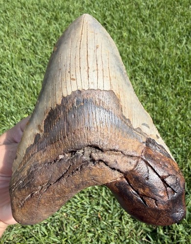 Xxl megalodon shark - 6.03”,