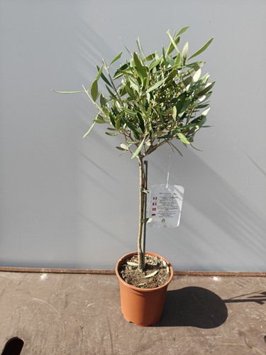 Mini standard olive tree - mini,
