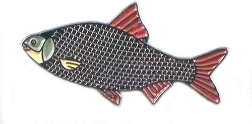 Roach fish angling fisherman - roach,