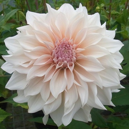 Dinnerplate dahlia cafe - dahlia,