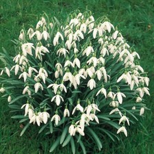 100 x Single Snowdrop Bulbs