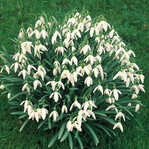 100 single snowdrop bulbs - single,