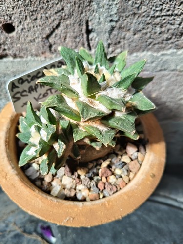 Ariocarpus scapharostrus 9 - scapharostrus,