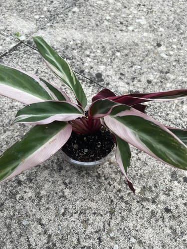 Stromanthe triostar pink