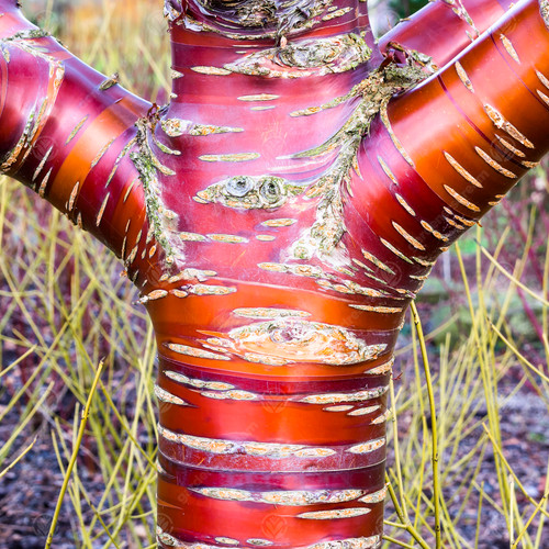 Prunus serrula tibetan - serrula, |