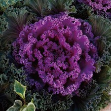 Ornamental Cabbage 'Nagoya Rose' 7cm Plant x 3. Winter bedding beautiful foliage