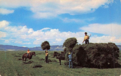 Colorado haying ranch horse - colorado,