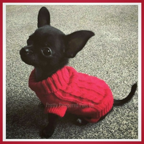 Xxxs xxs small chihuahua - xxxs,