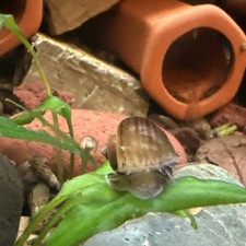 Mystery Snails Live Freshwater