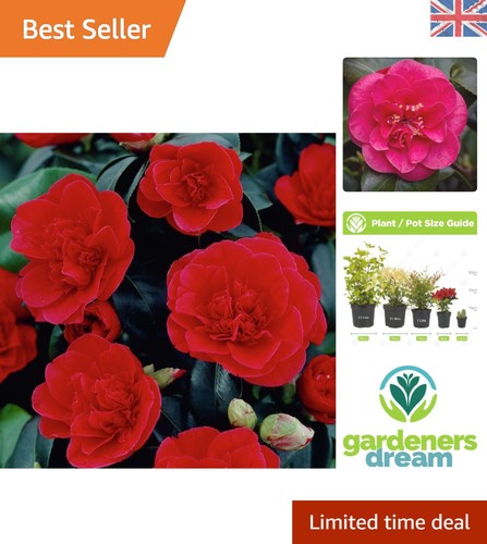 Exquisite red camellia - exquisite,