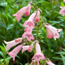 Penstemon apple blossom hardy - penstemon,