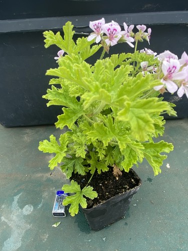 Lemon scented pelargonium - scented,