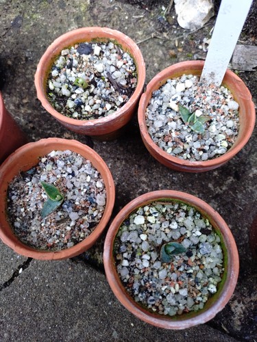 Agave chrysantha baby plants - baby,