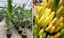 25 x Musa Yunnanensis banana