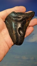 Megalodon Shark Fossil Tooth