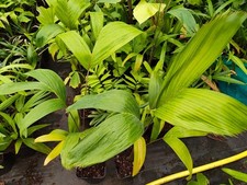 Carpentaria Acuminata - 14 cm Pot Palm Seedling
