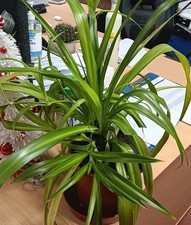 Large Spider Plant -