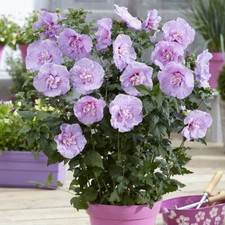 Hibiscus Chiffon Lavender, 3L