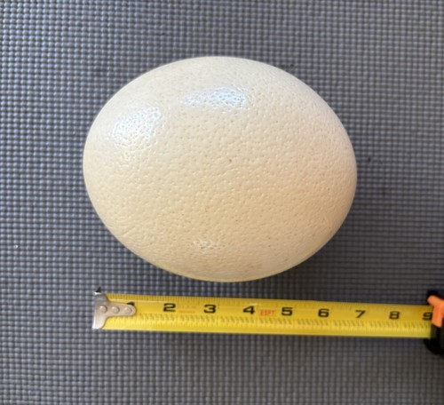 Authentic hollow ostrich egg - hollow,