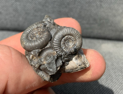 Dactylioceras gracile jurassic - dactylioceras,