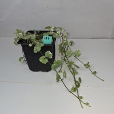 1x Potted NEPETA VARIEGATED Fast growing hanging basket plant easy care