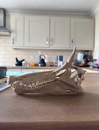 Spinosaurus skull replica - spinosaurus,