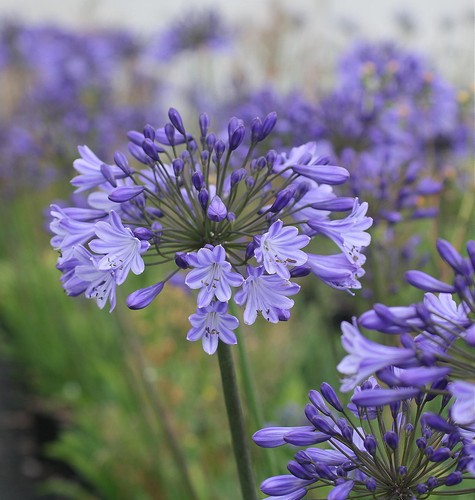 Agapanthus johanna dark - dark, blue