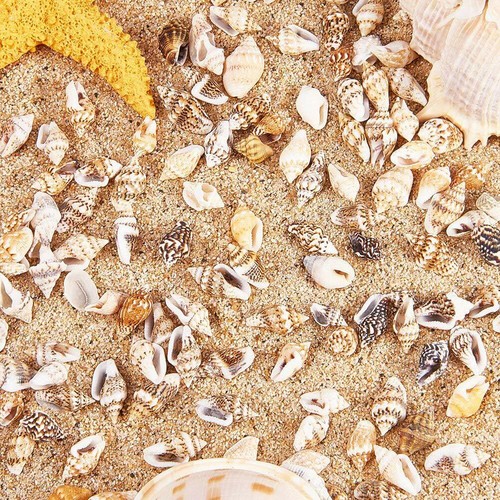 50x tiny mini sea shells - 50x, art