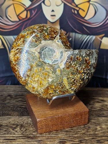 Madagascan ammonite whole - madagascan,