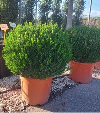 Buxus microphylla var