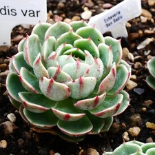 Echeveria Ben Badis 5cm Plant (Pink colour in winter)